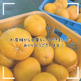 甘夏をいただきました！